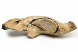 Woolly Mammoth Jaw with M Molar - Germany #235234-2